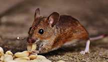 24 Hour & Emergency Exterminators in Calverton, VA